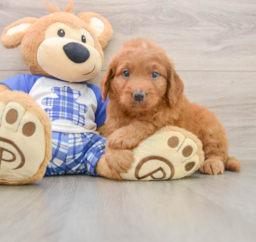 7 week old Mini Goldendoodle Puppy For Sale - Pilesgrove Pups