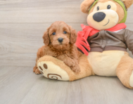 7 week old Mini Goldendoodle Puppy For Sale - Pilesgrove Pups