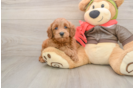 Happy Mini Goldendoodle Baby