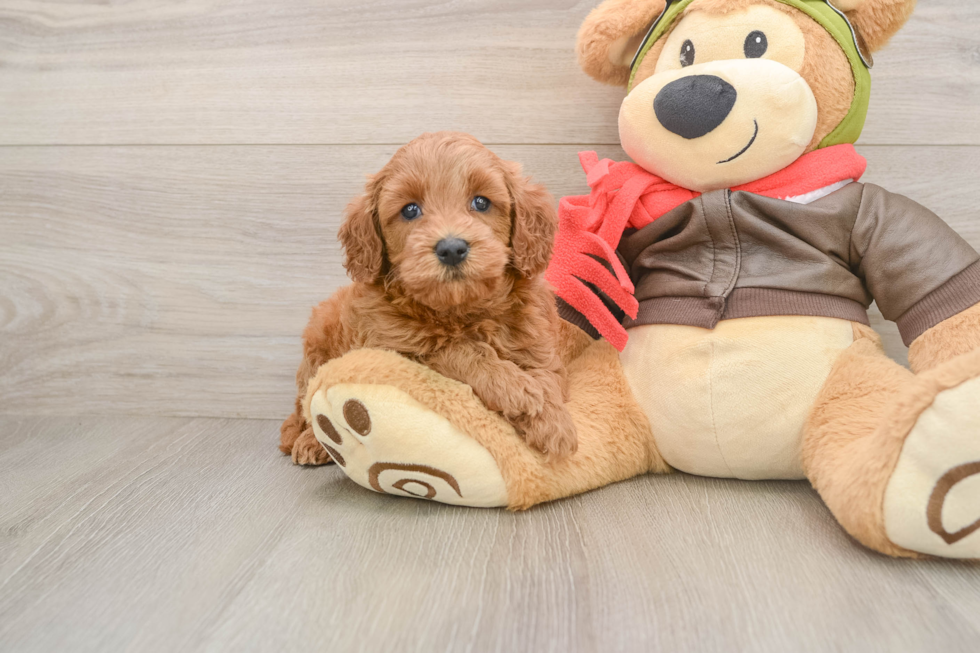 Happy Mini Goldendoodle Baby