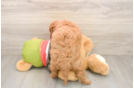Mini Goldendoodle Pup Being Cute