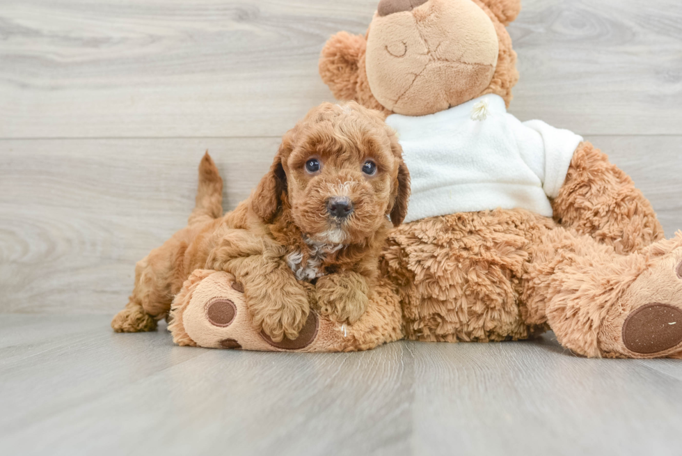 Adorable Golden Retriever Poodle Mix Poodle Mix Puppy