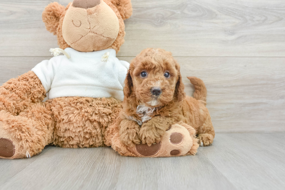 Happy Mini Goldendoodle Baby