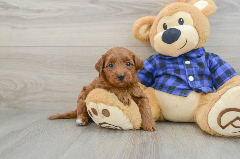 6 week old Mini Goldendoodle Puppy For Sale - Pilesgrove Pups