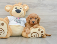 9 week old Mini Goldendoodle Puppy For Sale - Pilesgrove Pups