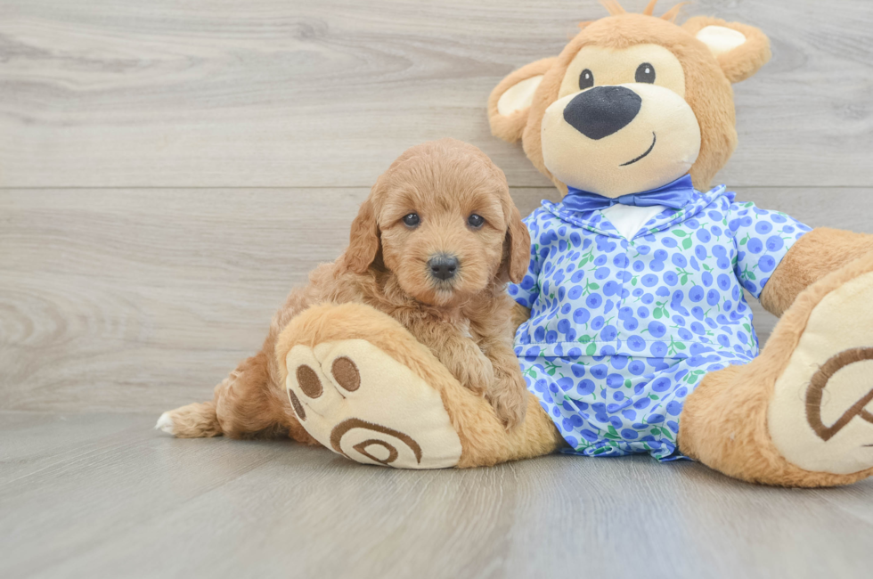 5 week old Mini Goldendoodle Puppy For Sale - Pilesgrove Pups