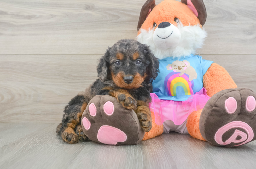 6 week old Mini Goldendoodle Puppy For Sale - Pilesgrove Pups