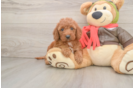 Fluffy Mini Goldendoodle Poodle Mix Pup