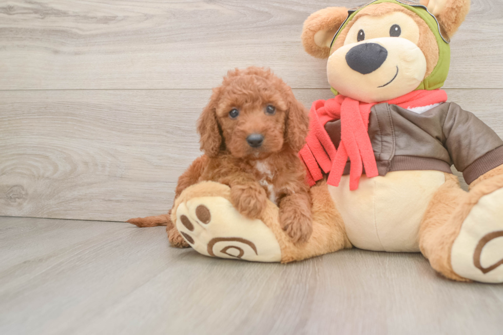 Fluffy Mini Goldendoodle Poodle Mix Pup