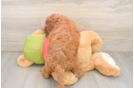 Cute Mini Goldendoodle Baby