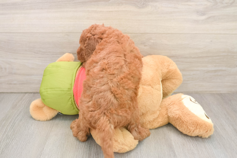 Cute Mini Goldendoodle Baby