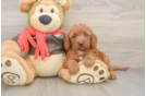 Funny Mini Goldendoodle Poodle Mix Pup