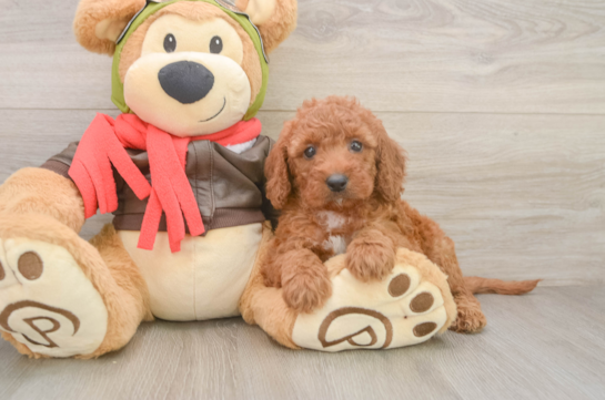 Funny Mini Goldendoodle Poodle Mix Pup
