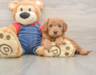5 week old Mini Goldendoodle Puppy For Sale - Pilesgrove Pups