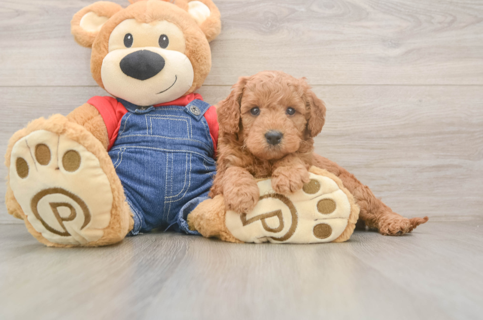 5 week old Mini Goldendoodle Puppy For Sale - Pilesgrove Pups