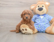 7 week old Mini Goldendoodle Puppy For Sale - Pilesgrove Pups