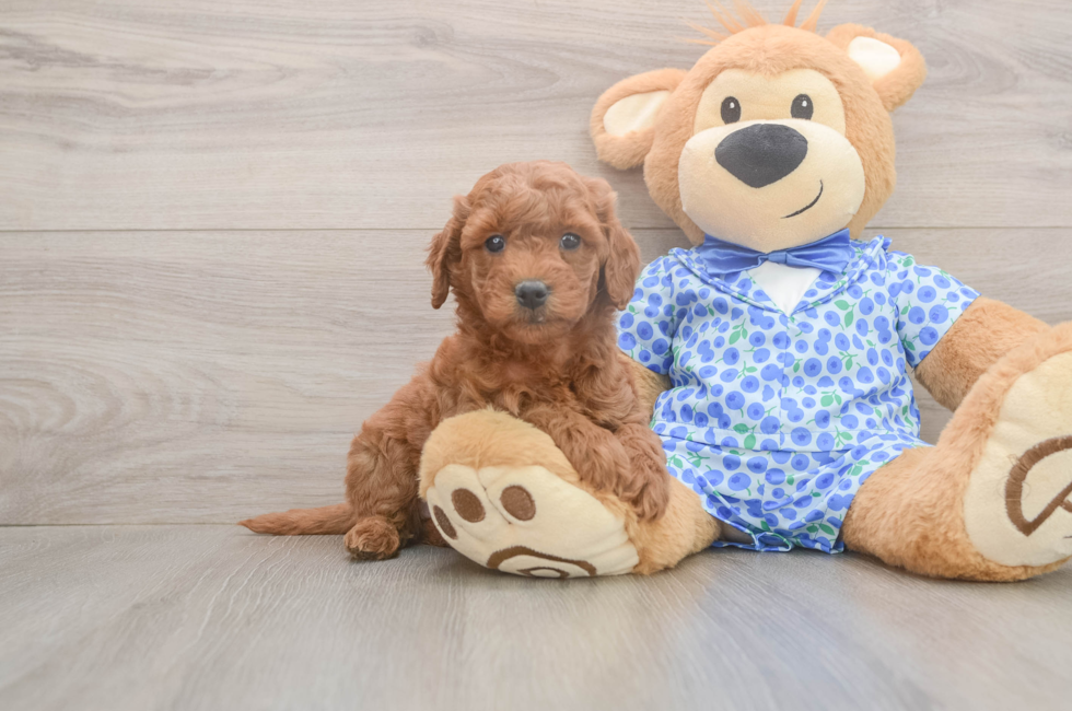 6 week old Mini Goldendoodle Puppy For Sale - Pilesgrove Pups