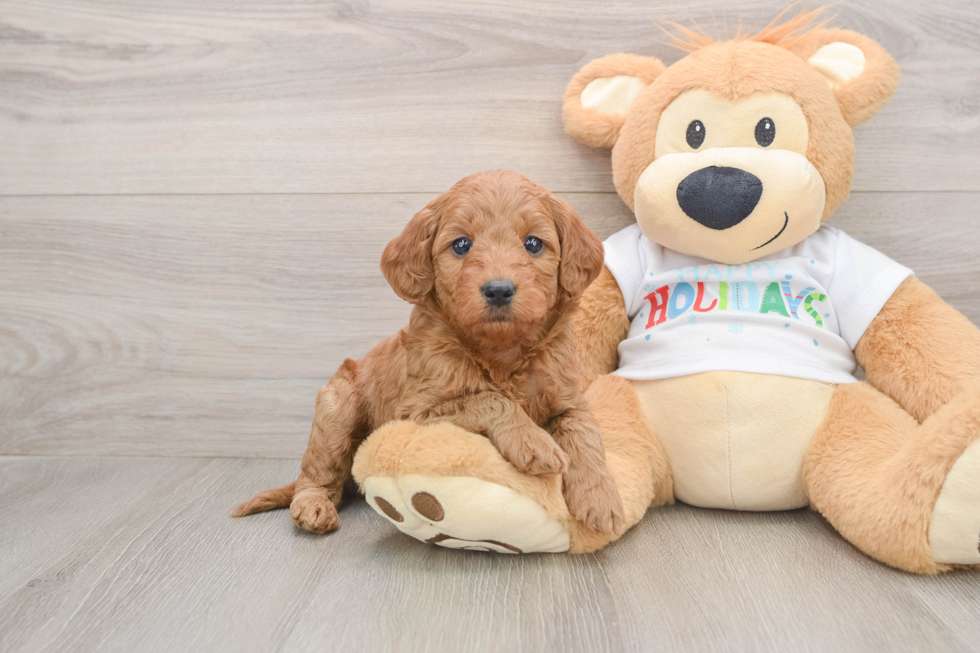 Mini Goldendoodle Puppy for Adoption