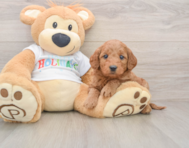 8 week old Mini Goldendoodle Puppy For Sale - Pilesgrove Pups