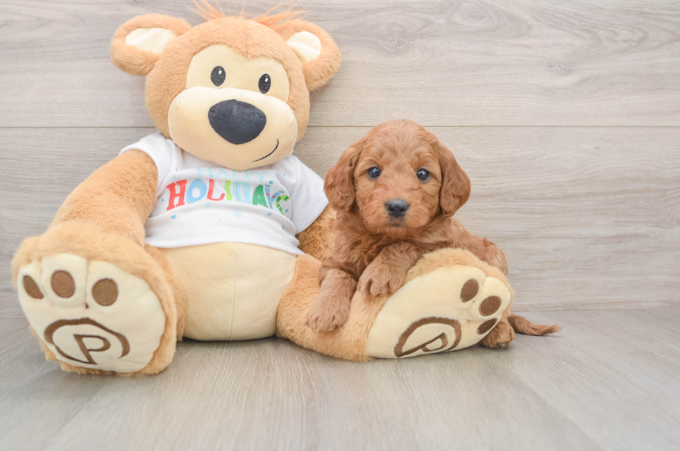 6 week old Mini Goldendoodle Puppy For Sale - Pilesgrove Pups