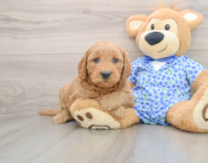 7 week old Mini Goldendoodle Puppy For Sale - Pilesgrove Pups