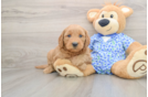 Mini Goldendoodle Puppy for Adoption