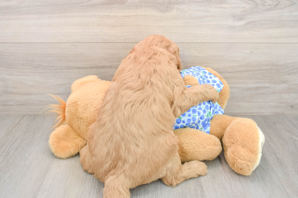 Happy Mini Goldendoodle Baby