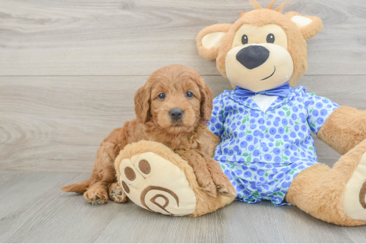 Fluffy Mini Goldendoodle Poodle Mix Pup