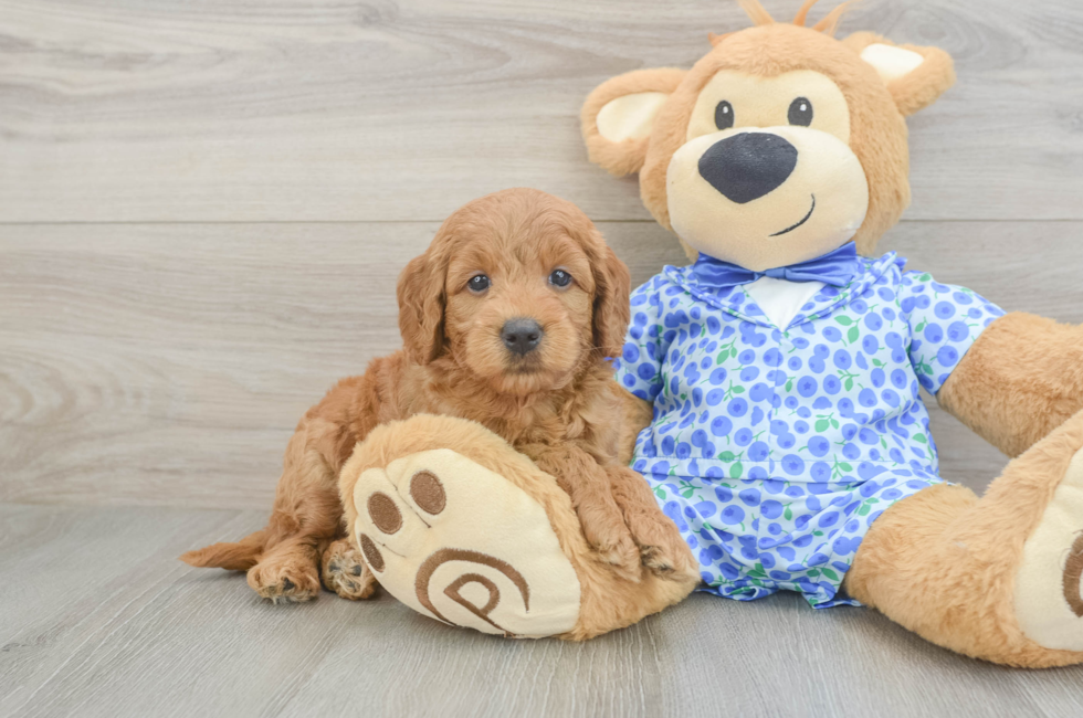 5 week old Mini Goldendoodle Puppy For Sale - Pilesgrove Pups