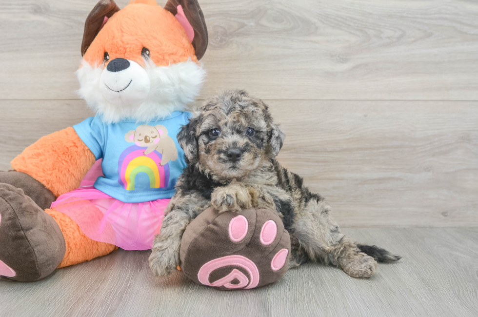 6 week old Mini Goldendoodle Puppy For Sale - Pilesgrove Pups