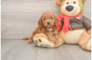 Mini Goldendoodle Puppy for Adoption