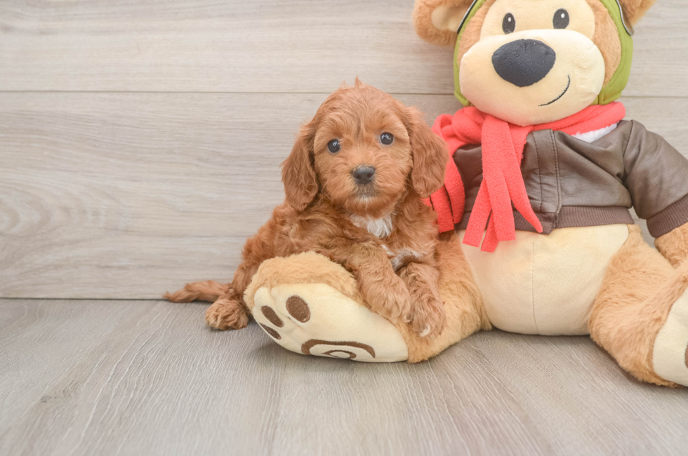 5 week old Mini Goldendoodle Puppy For Sale - Pilesgrove Pups