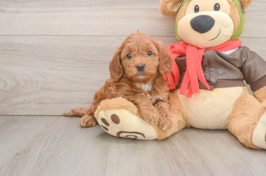 Mini Goldendoodle Puppy for Adoption