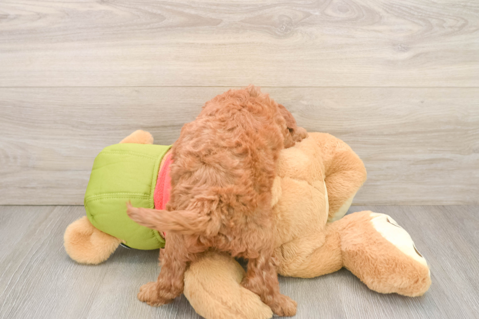 Happy Mini Goldendoodle Baby