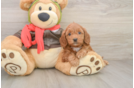 Little Mini Goldenpoo Poodle Mix Puppy