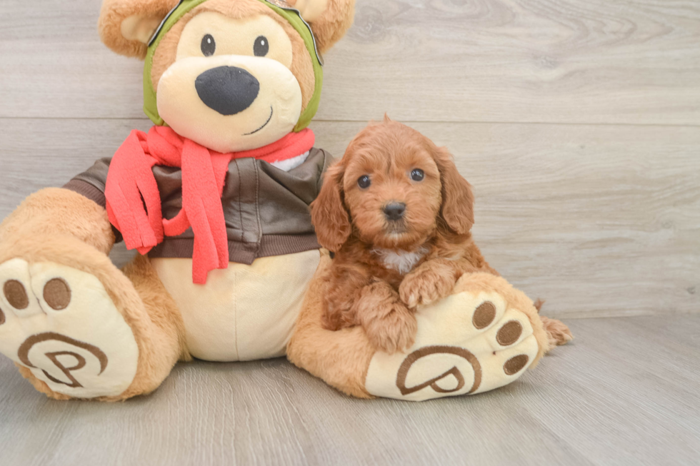Little Mini Goldenpoo Poodle Mix Puppy