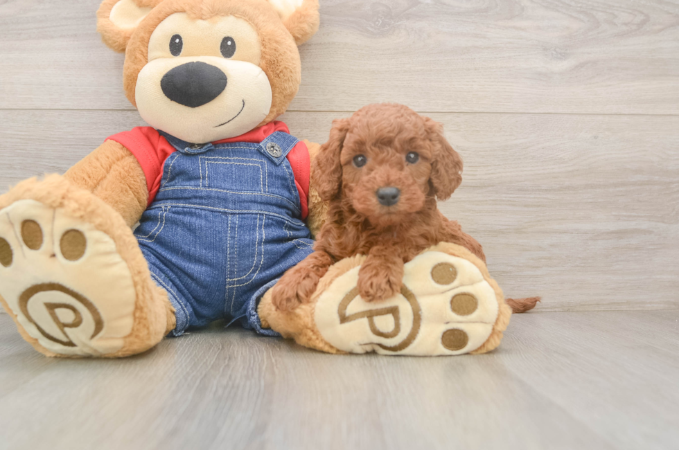 5 week old Mini Goldendoodle Puppy For Sale - Pilesgrove Pups