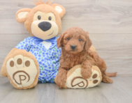 7 week old Mini Goldendoodle Puppy For Sale - Pilesgrove Pups