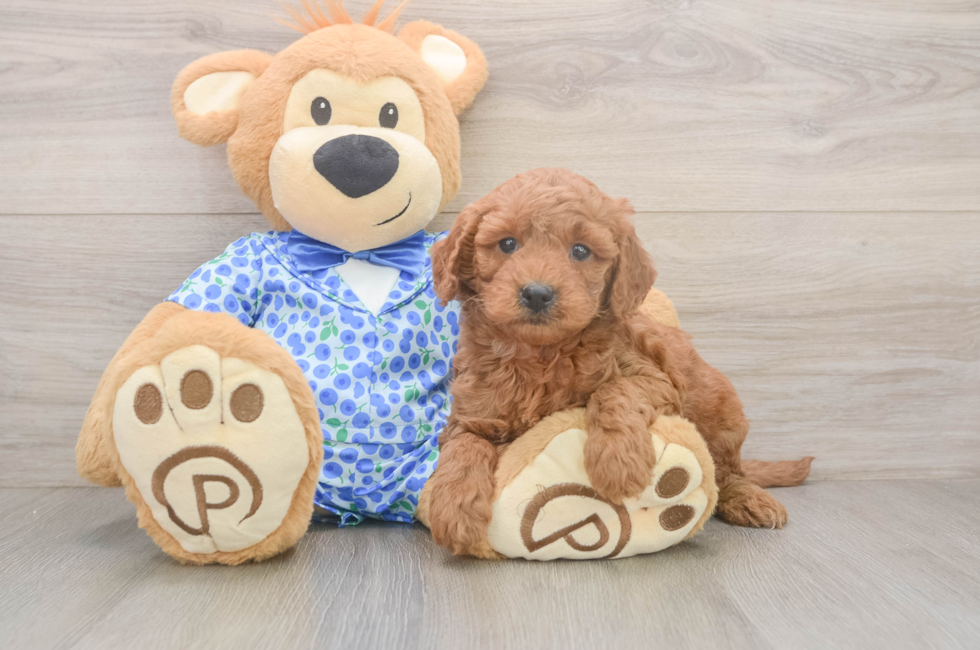 6 week old Mini Goldendoodle Puppy For Sale - Pilesgrove Pups