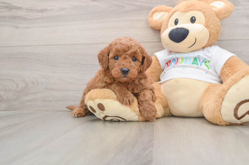 6 week old Mini Goldendoodle Puppy For Sale - Pilesgrove Pups