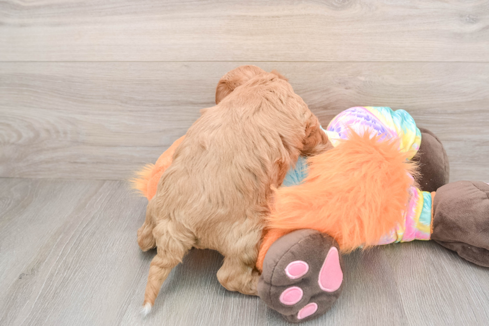 Mini Goldendoodle Pup Being Cute