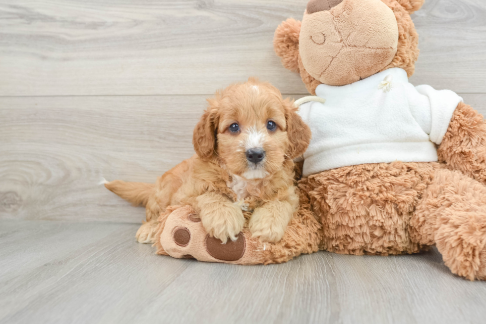 Little Mini Goldenpoo Poodle Mix Puppy