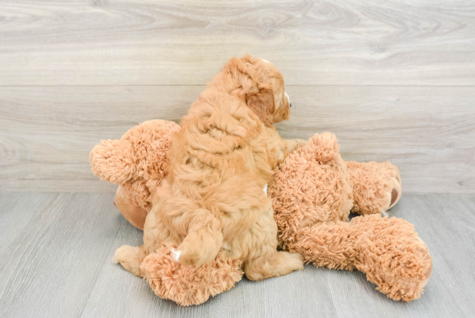 Best Mini Goldendoodle Baby