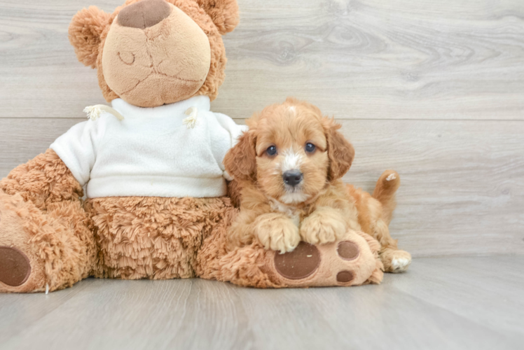 Energetic Golden Doodle Poodle Mix Puppy