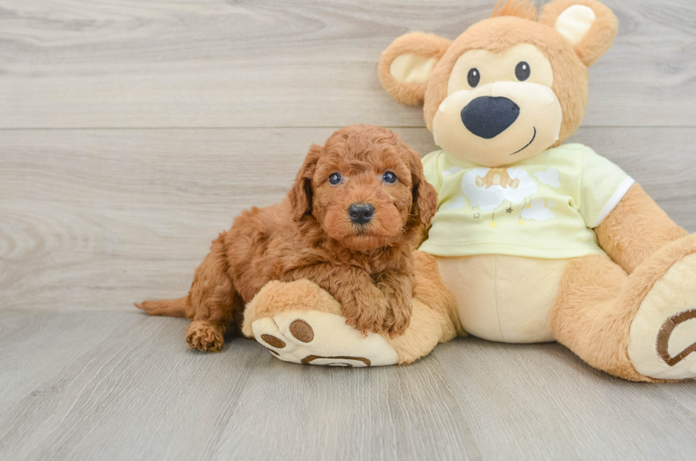 5 week old Mini Goldendoodle Puppy For Sale - Pilesgrove Pups