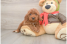 Mini Goldendoodle Puppy for Adoption