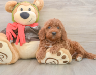 7 week old Mini Goldendoodle Puppy For Sale - Pilesgrove Pups