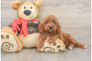 Mini Goldendoodle Pup Being Cute