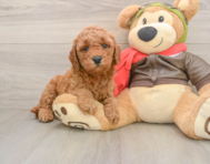 7 week old Mini Goldendoodle Puppy For Sale - Pilesgrove Pups