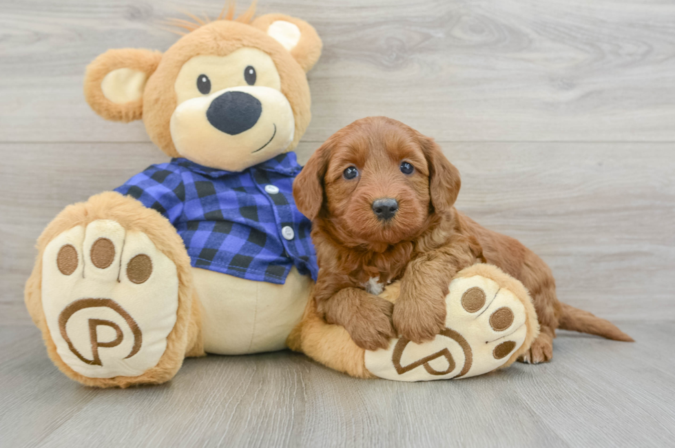 6 week old Mini Goldendoodle Puppy For Sale - Pilesgrove Pups